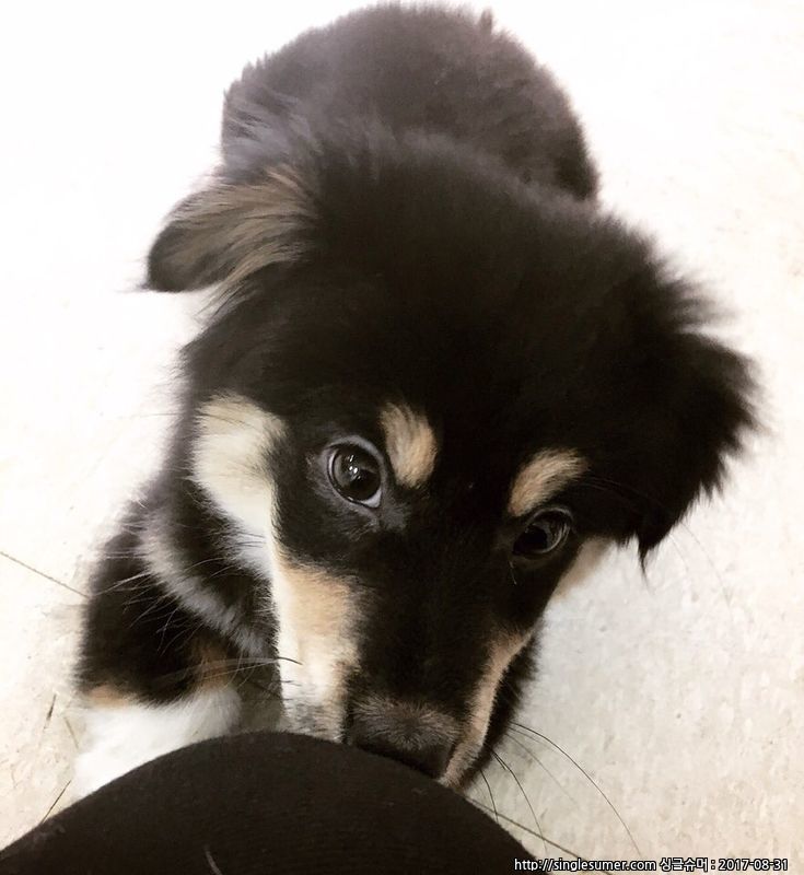 유기견보호센터 강아지보호소 고양이보호소 - 펫찾기 18번째 사진