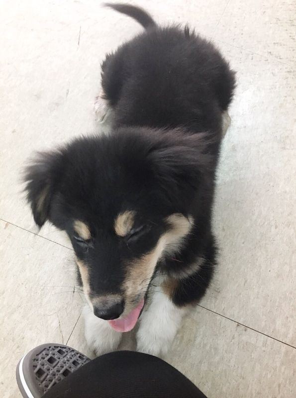 유기견보호센터 강아지보호소 고양이보호소 - 펫찾기 17번째 사진