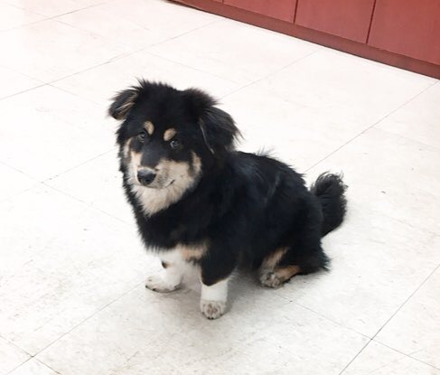 유기견보호센터 강아지보호소 고양이보호소 - 펫찾기 16번째 사진