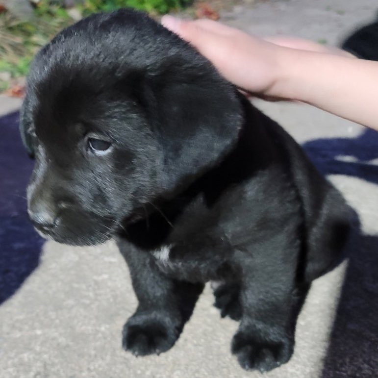 경남 사천 아기 리트리버 찾습니다 2번째 사진