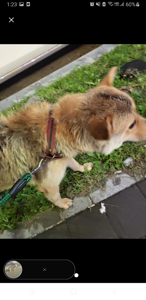 유기견보호센터 강아지보호소 고양이보호소 - 펫찾기 23번째 사진