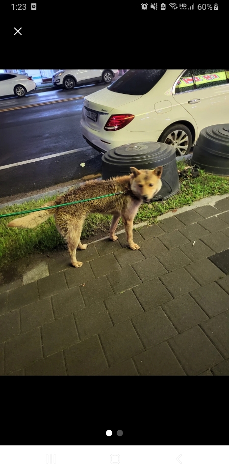 유기견보호센터 강아지보호소 고양이보호소 - 펫찾기 24번째 사진