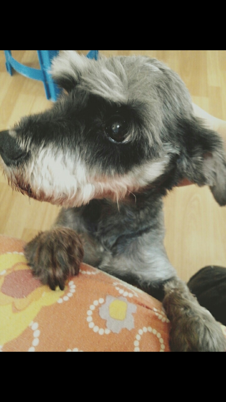 강북구 번3동 무강이를 찾습니다 - 강아지 찾아요 - 유기견 보호 센터 - 이미지 2