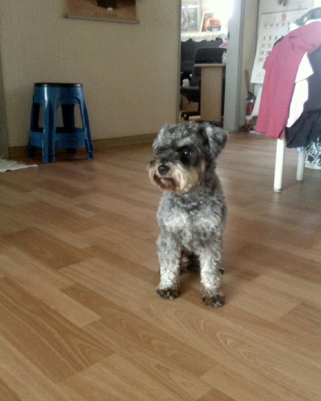 강북구 번3동 무강이를 찾습니다 - 강아지 찾아요 - 유기견 보호 센터 - 이미지 1