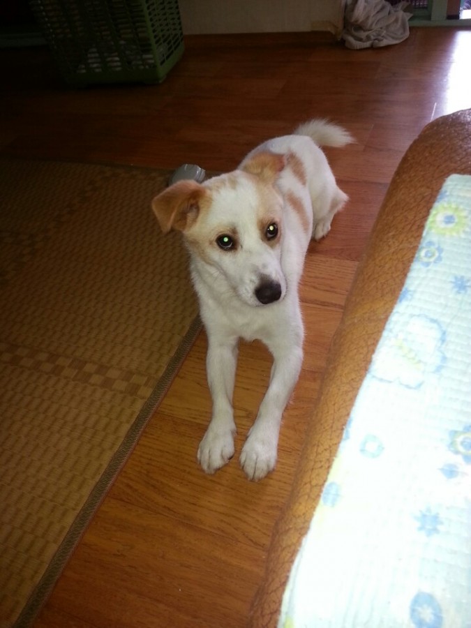 유기견보호센터 강아지보호소 고양이보호소 - 펫찾기 14번째 사진