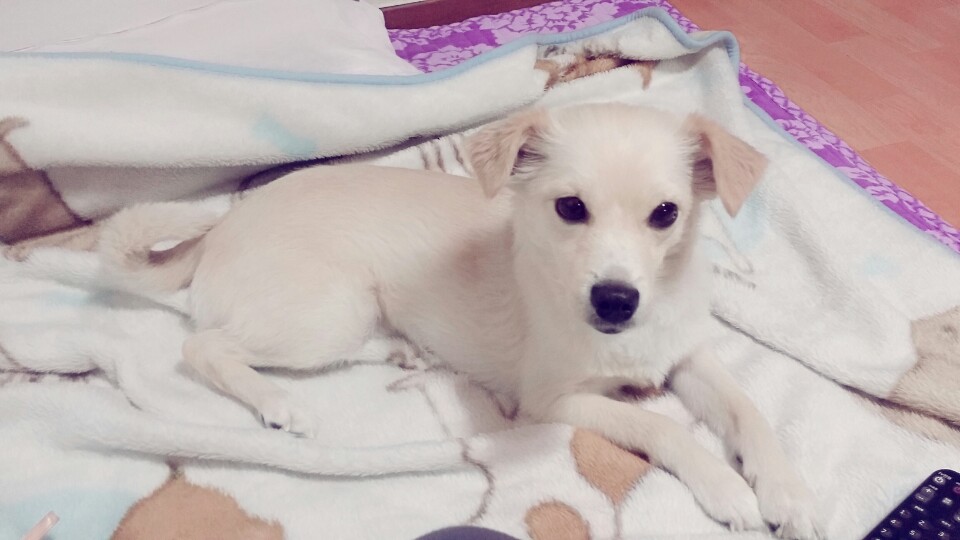 유기견보호센터 강아지보호소 고양이보호소 - 펫찾기 32번째 사진