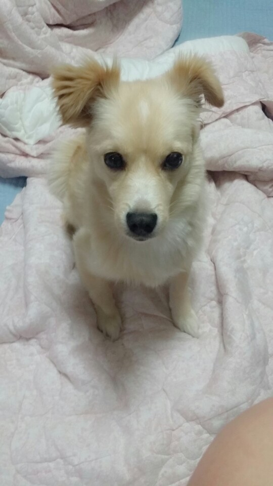 유기견보호센터 강아지보호소 고양이보호소 - 펫찾기 34번째 사진