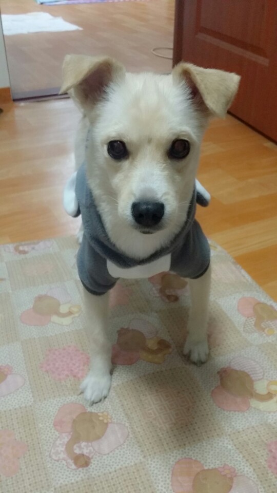 유기견보호센터 강아지보호소 고양이보호소 - 펫찾기 33번째 사진