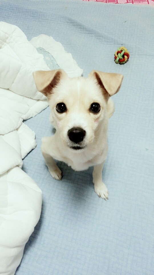 유기견보호센터 강아지보호소 고양이보호소 - 펫찾기 31번째 사진