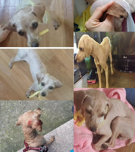 광주 상무지구택시안 푸들찾아요. - 강아지 찾아요 - 유기견 보호 센터 - 이미지 1