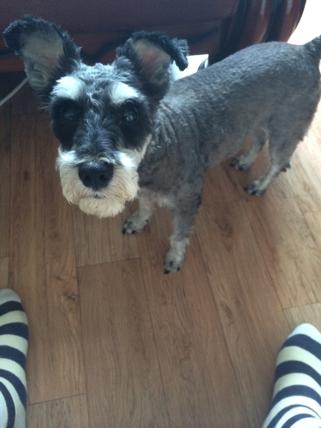 저희 까미(슈나우저)를 찾아요 - 강아지 찾아요 - 유기견 보호 센터 - 이미지 1