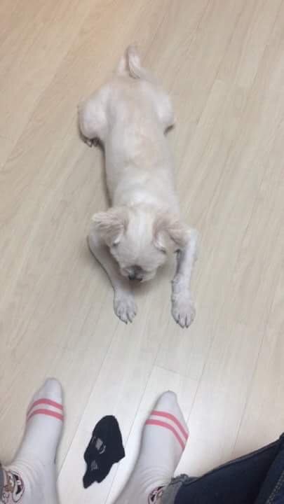 만복이를 찾아주세요 2번째 사진