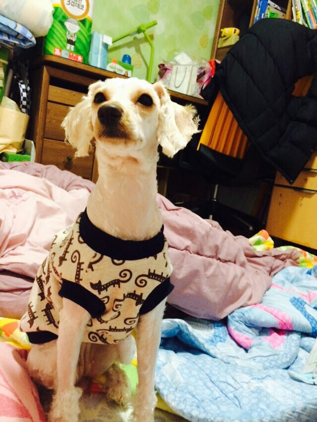 유기견보호센터 강아지보호소 고양이보호소 - 펫찾기 25번째 사진