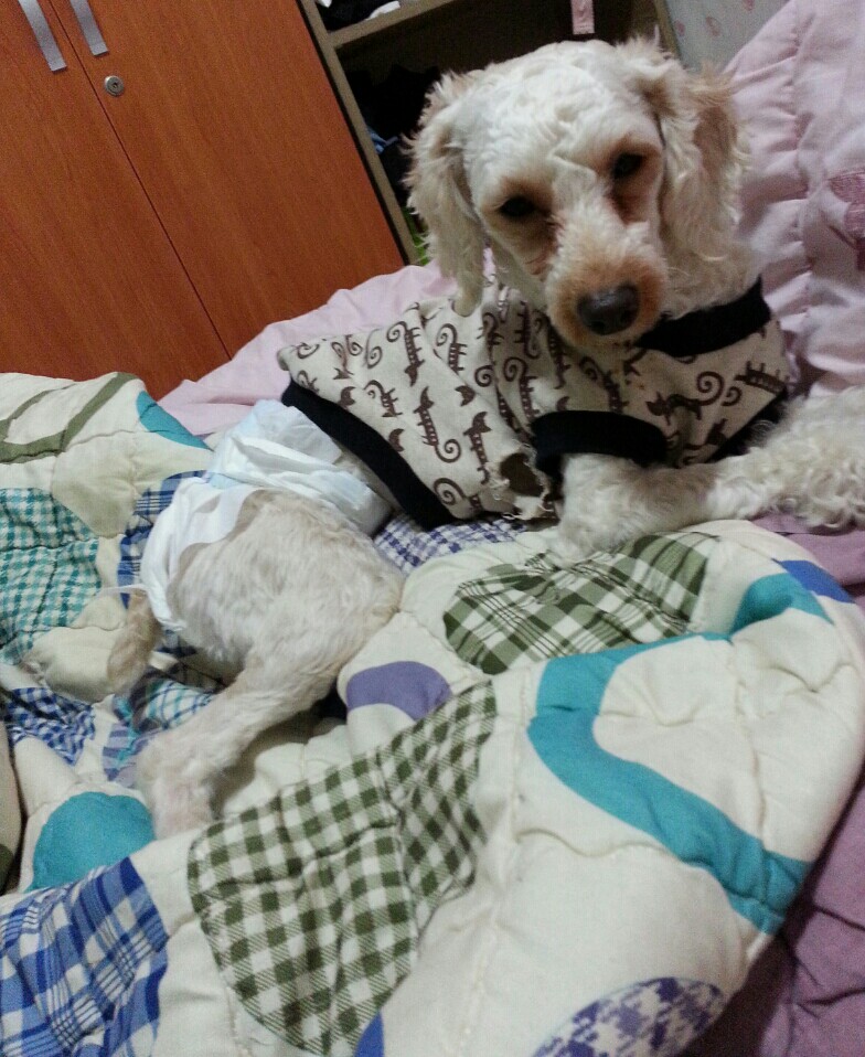 유기견보호센터 강아지보호소 고양이보호소 - 펫찾기 26번째 사진