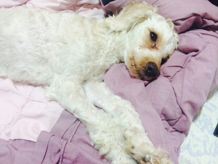 유기견보호센터 강아지보호소 고양이보호소 - 펫찾기 27번째 사진