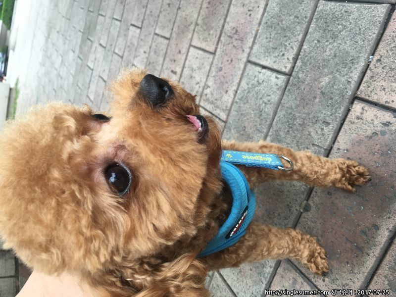 푸들 1살 찾아요 동대문구 휘경동