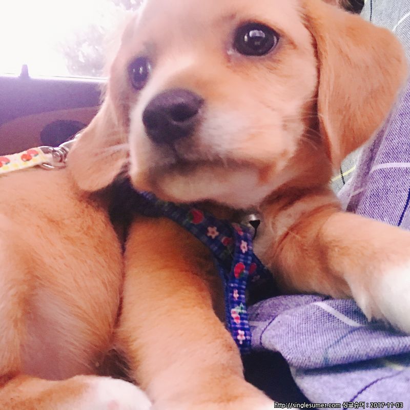 유기견보호센터 강아지보호소 고양이보호소 - 펫찾기 7번째 사진