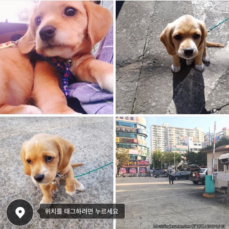 유기견보호센터 강아지보호소 고양이보호소 - 펫찾기 6번째 사진