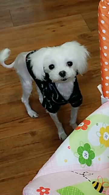 용인수원 말티즈 강아지찾아요 - 강아지 찾아요 - 유기견 보호 센터 - 이미지 1