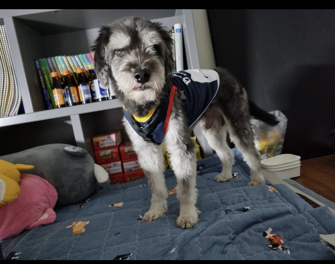 유기견보호센터 강아지보호소 고양이보호소 - 펫찾기 11번째 사진