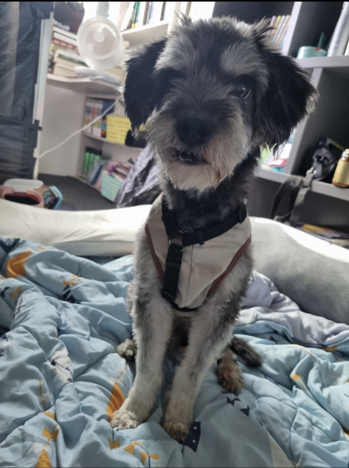 유기견보호센터 강아지보호소 고양이보호소 - 펫찾기 12번째 사진