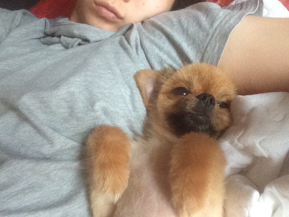 경북 영천에서 잃어버린 털깎은 갈색 포메라니안(중성화안된 숫컷) 찾습니다. - 강아지 찾아요 - 유기견 보호 센터 - 이미지 4