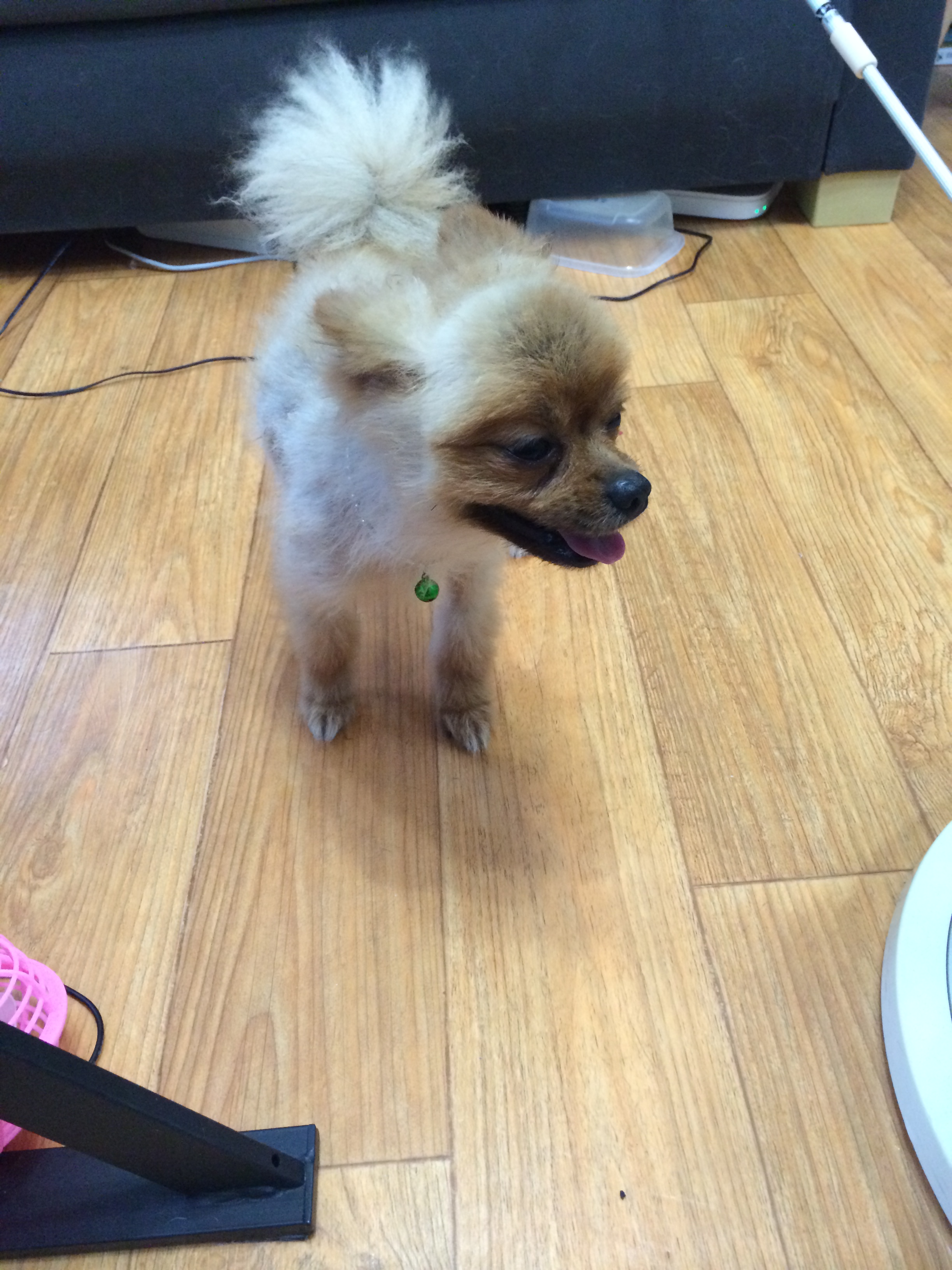 경북 영천에서 잃어버린 털깎은 갈색 포메라니안(중성화안된 숫컷) 찾습니다. - 강아지 찾아요 - 유기견 보호 센터 - 이미지 1