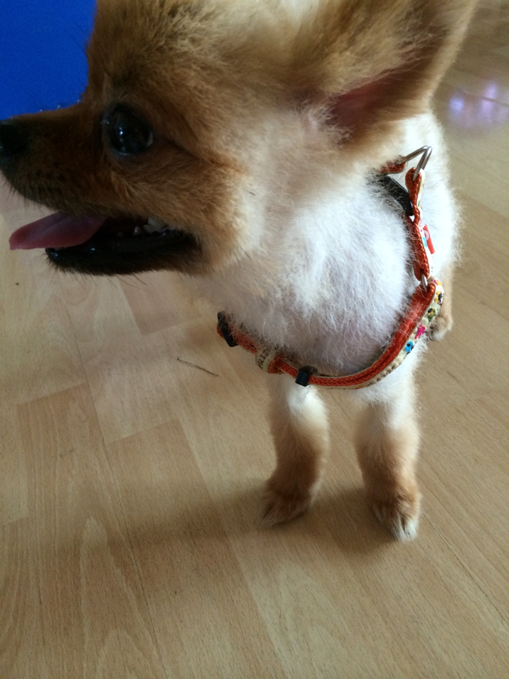 경북 영천에서 잃어버린 털깎은 갈색 포메라니안(중성화안된 숫컷) 찾습니다. - 강아지 찾아요 - 유기견 보호 센터 - 이미지 3