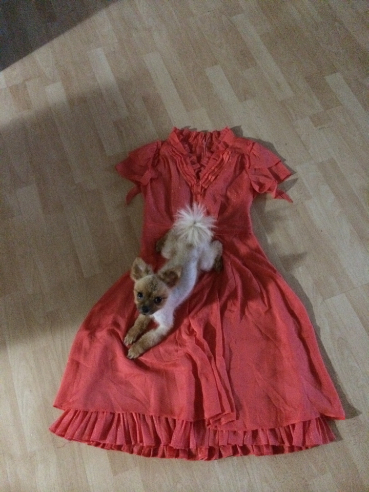 경북 영천에서 잃어버린 털깎은 갈색 포메라니안(중성화안된 숫컷) 찾습니다. - 강아지 찾아요 - 유기견 보호 센터 - 이미지 2