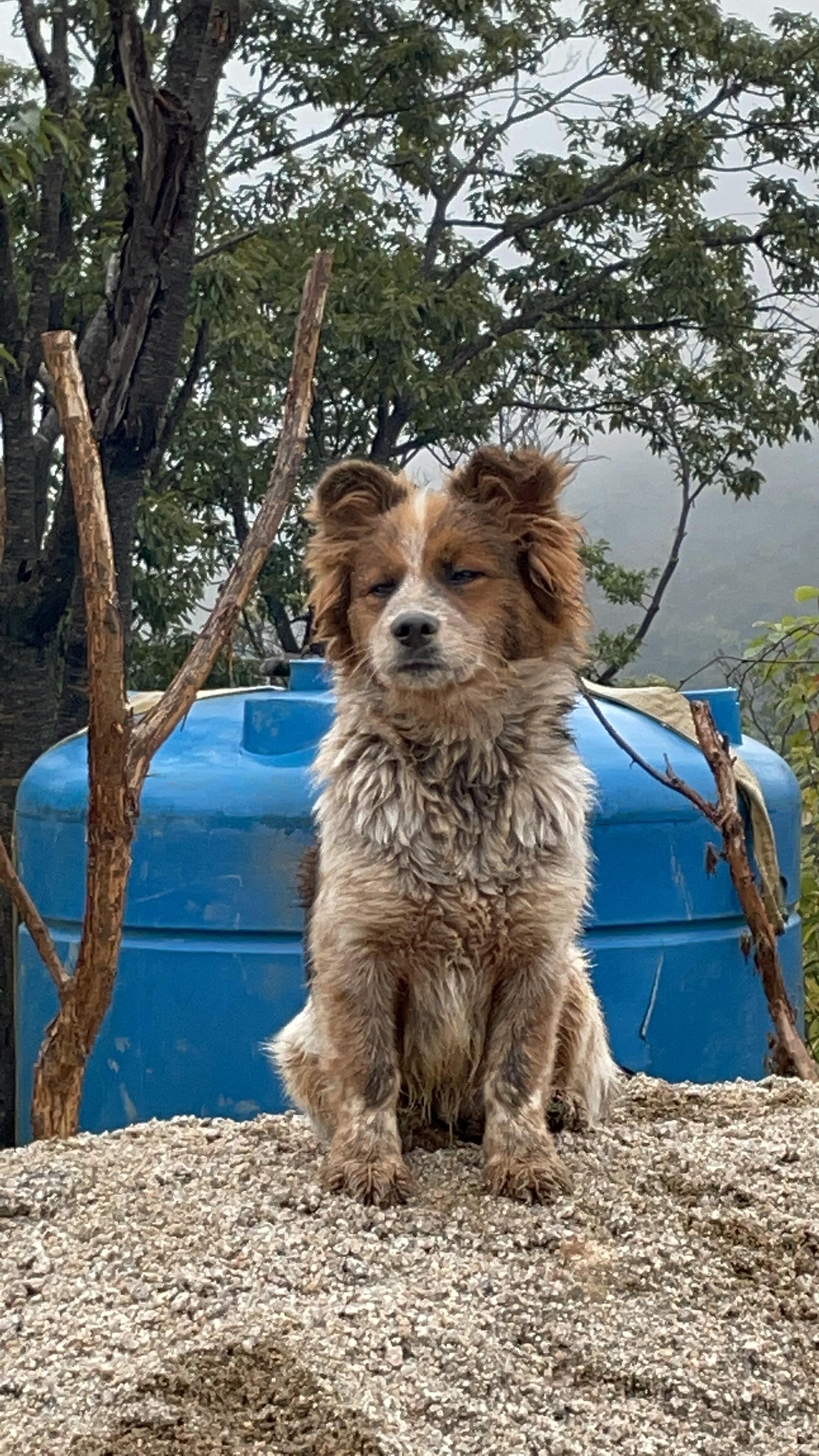 포천에서 실종된 저희 강아지를 찾아주세요 - 강아지 찾아요 - 유기견 보호 센터 - 이미지 1