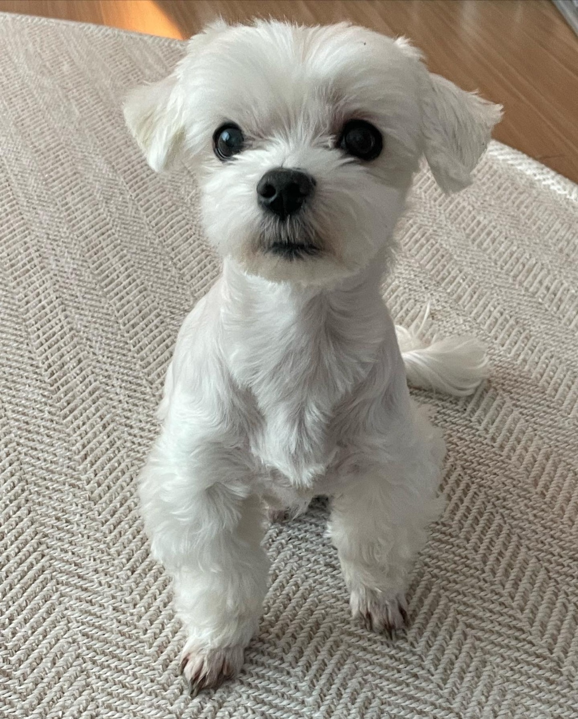 유기견보호센터 강아지보호소 고양이보호소 - 펫찾기 24번째 사진