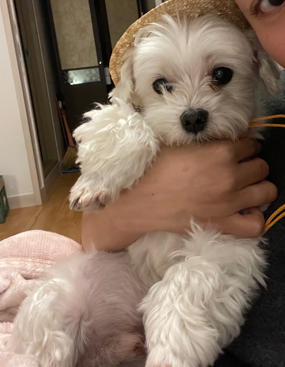 유기견보호센터 강아지보호소 고양이보호소 - 펫찾기 25번째 사진