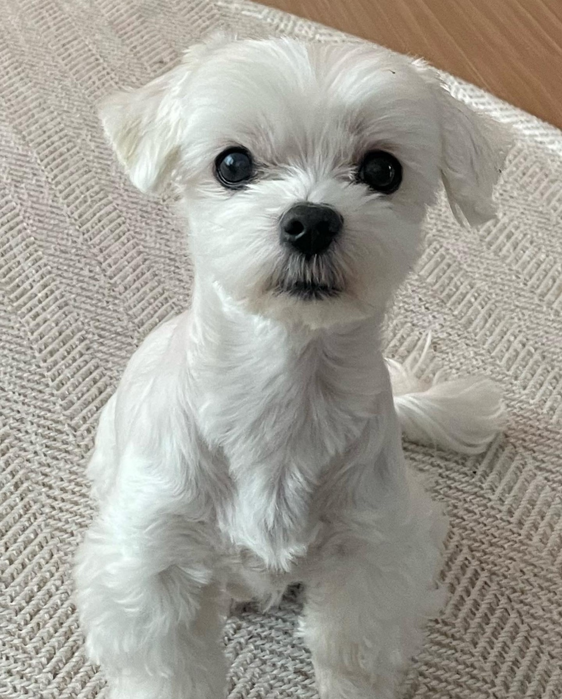 유기견보호센터 강아지보호소 고양이보호소 - 펫찾기 23번째 사진