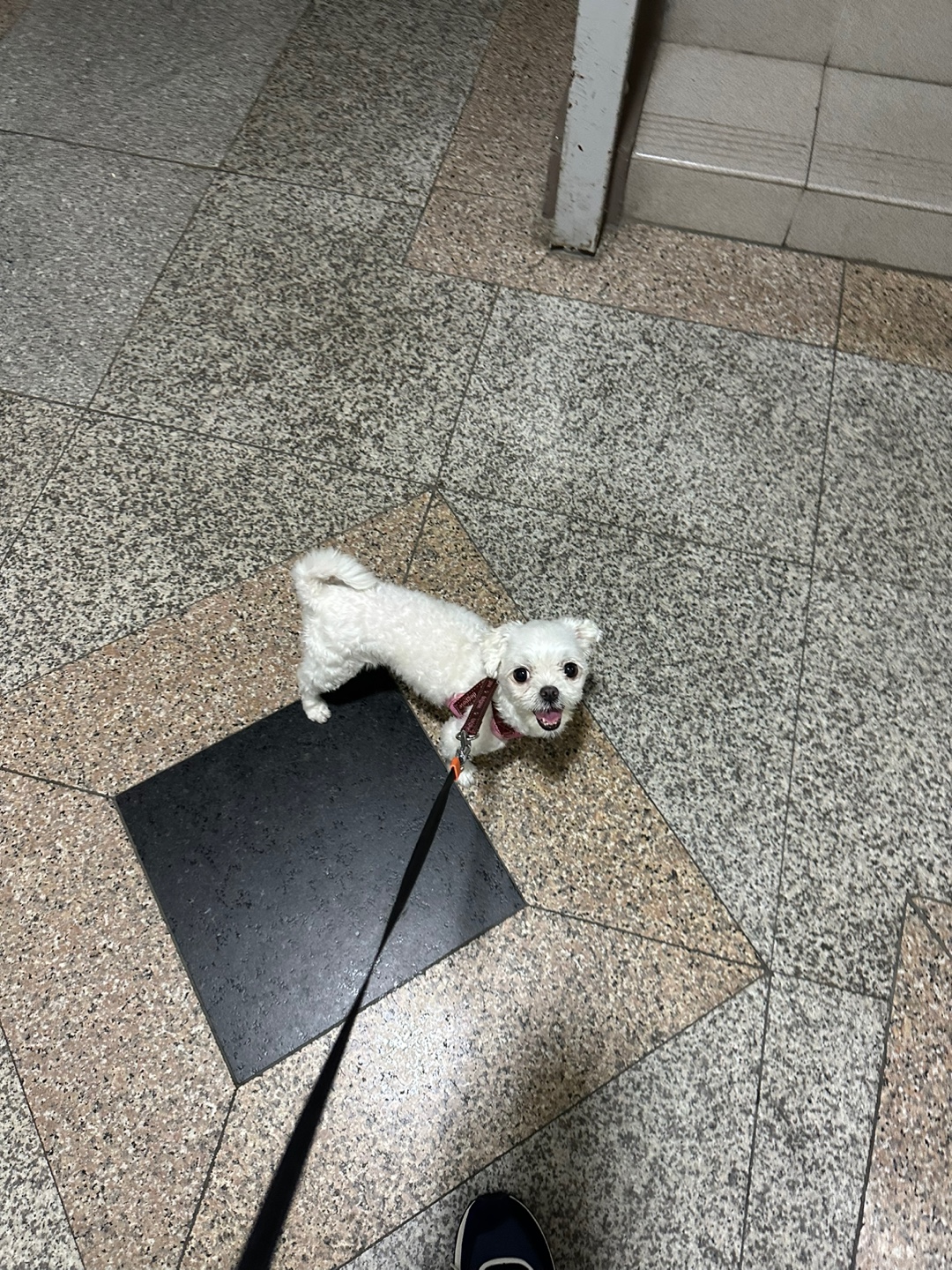 유기견보호센터 강아지보호소 고양이보호소 - 펫찾기 18번째 사진