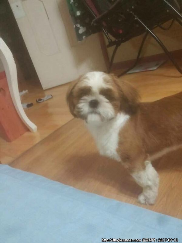 유기견보호센터 강아지보호소 고양이보호소 - 펫찾기 42번째 사진