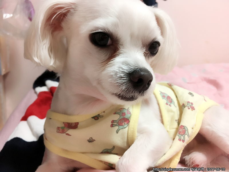 유기견보호센터 강아지보호소 고양이보호소 - 펫찾기 23번째 사진