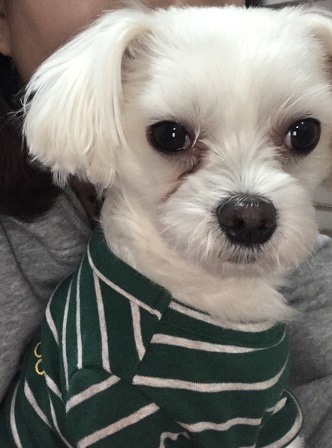 유기견보호센터 강아지보호소 고양이보호소 - 펫찾기 24번째 사진