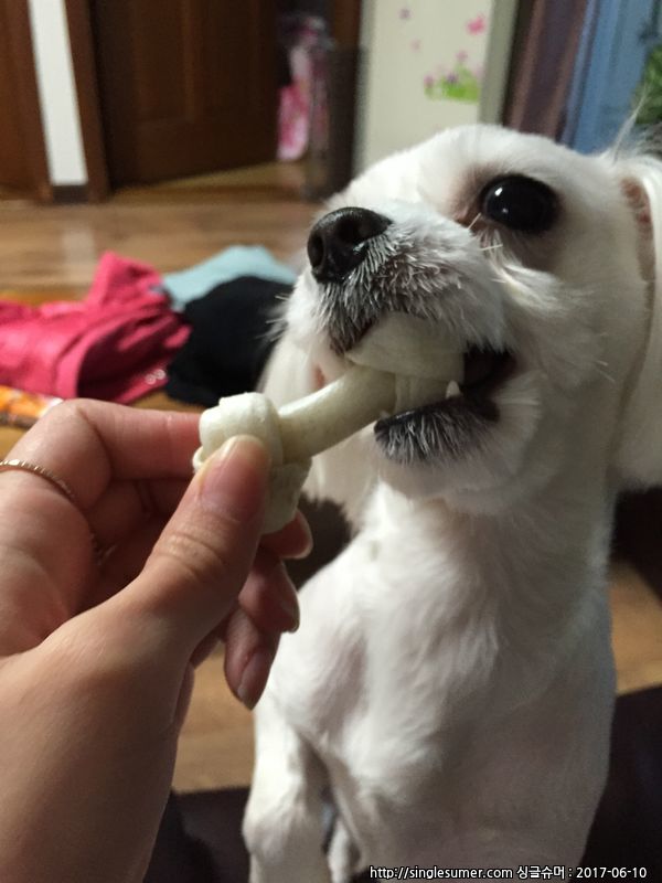 유기견보호센터 강아지보호소 고양이보호소 - 펫찾기 26번째 사진