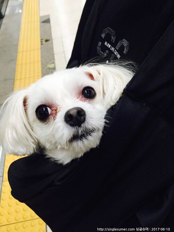 유기견보호센터 강아지보호소 고양이보호소 - 펫찾기 25번째 사진