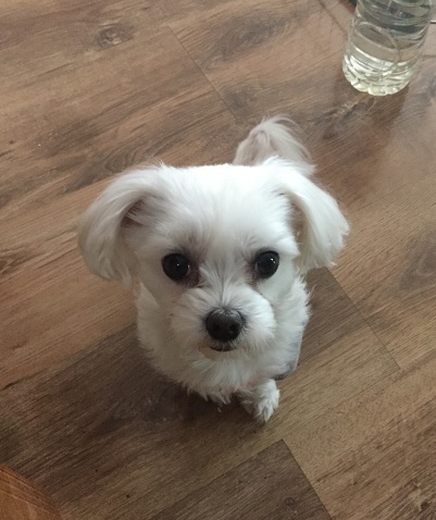 유기견보호센터 강아지보호소 고양이보호소 - 펫찾기 22번째 사진