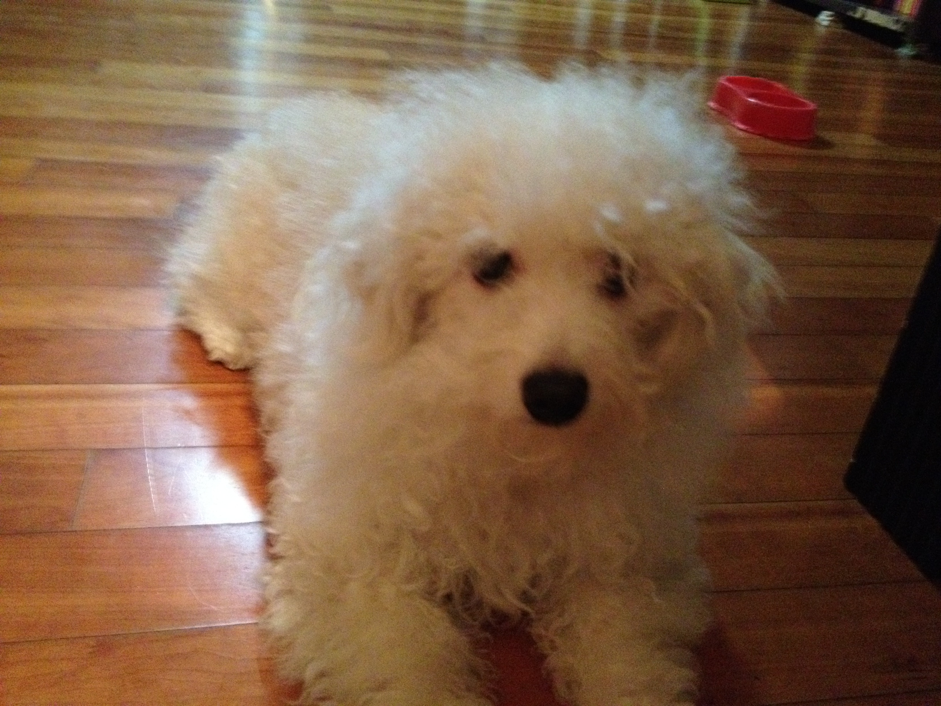 암컷 비숑 프리제를 찾습니다 - 강아지 찾아요 - 유기견 보호 센터 - 이미지 1