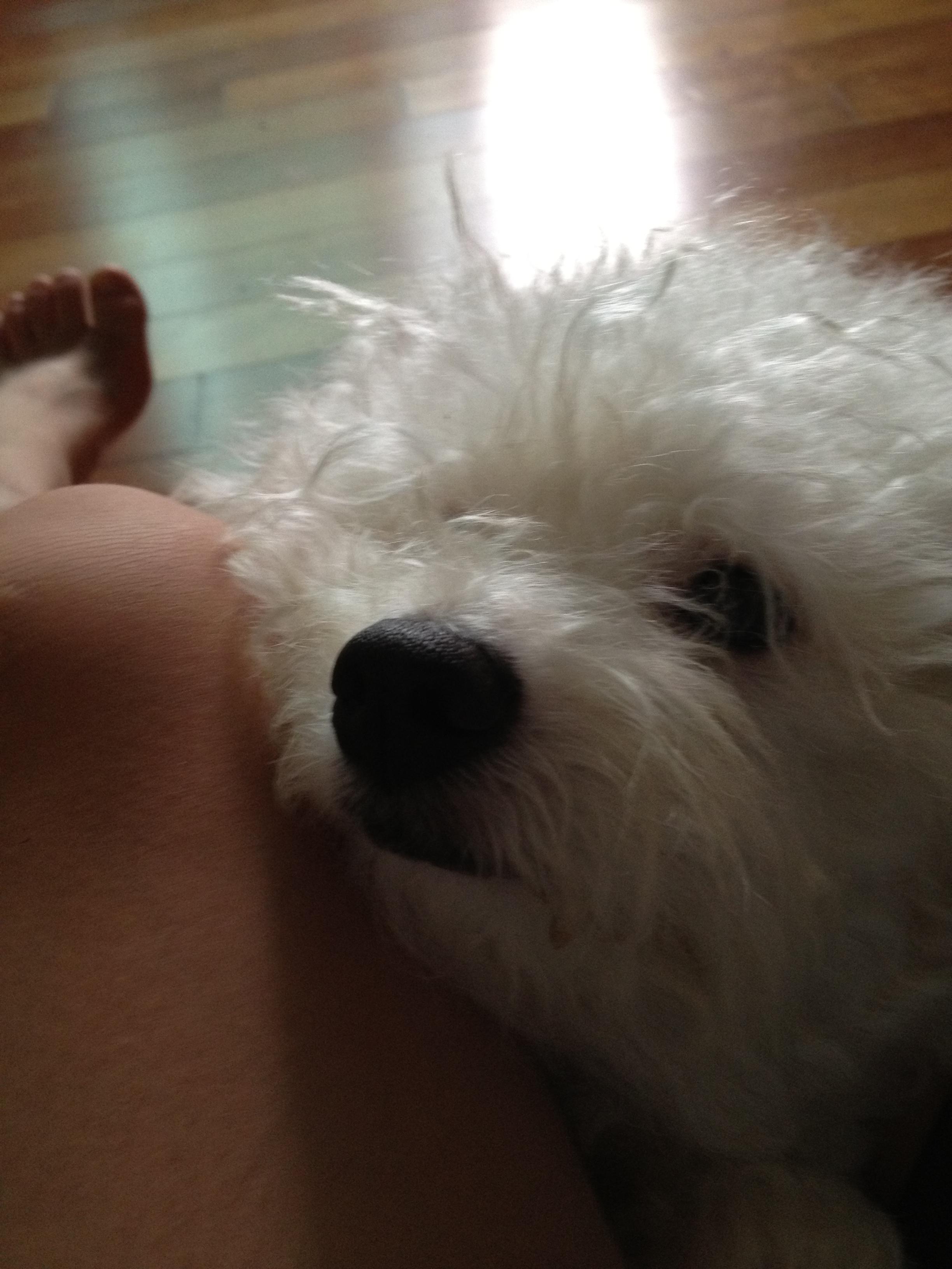 암컷 비숑 프리제를 찾습니다 - 강아지 찾아요 - 유기견 보호 센터 - 이미지 2