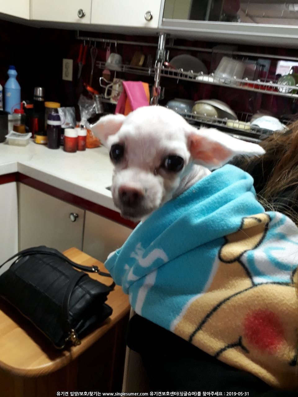 유기견보호센터 강아지보호소 고양이보호소 - 펫찾기