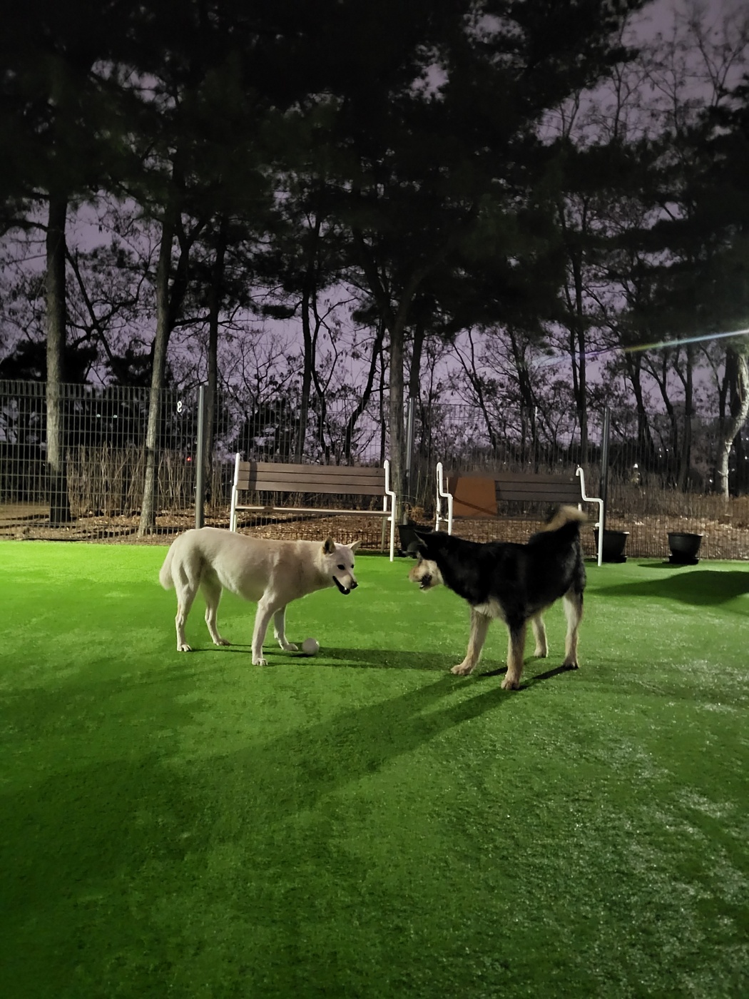 유기견보호센터 강아지보호소 고양이보호소 - 펫찾기 6번째 사진