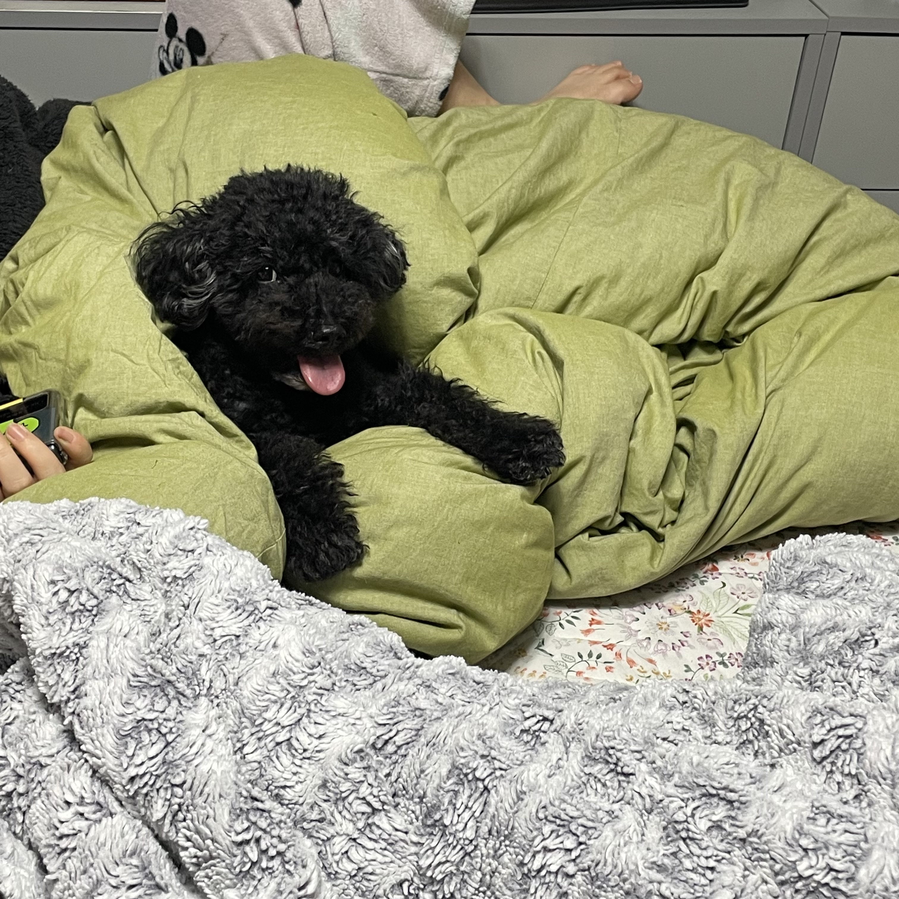 유기견보호센터 강아지보호소 고양이보호소 - 펫찾기 23번째 사진