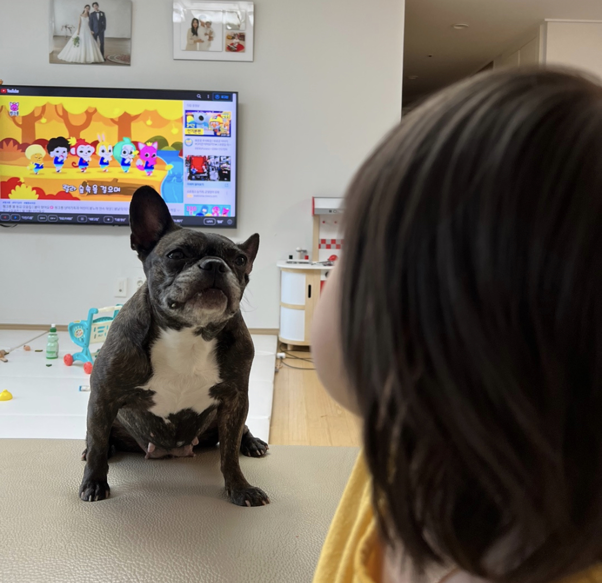 유기견보호센터 강아지보호소 고양이보호소 - 펫찾기 21번째 사진