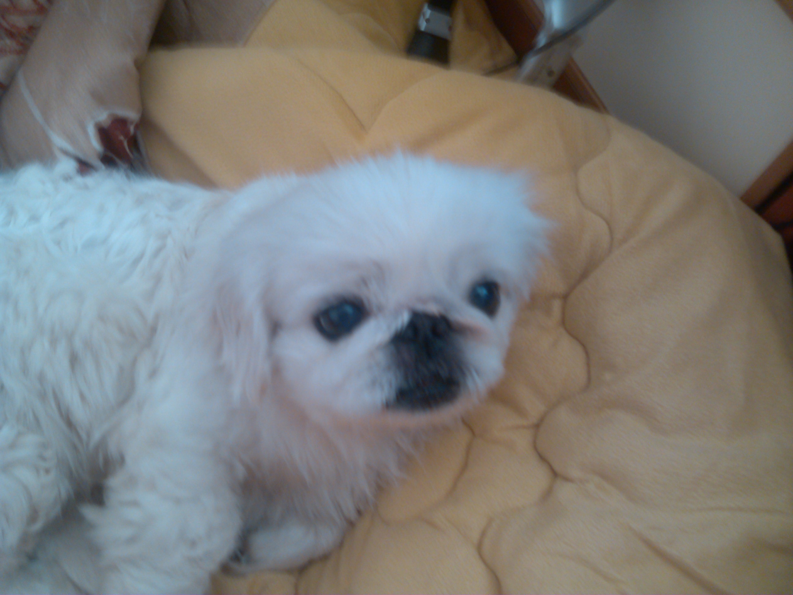 경기도 안성 죽산 에서 잃어 버린 강아지 찾습니다. - 강아지 찾아요 - 유기견 보호 센터 - 이미지 1