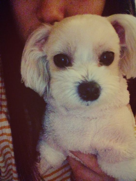 말티즈 암컷 2마리를 찾습니다. 2번째 사진