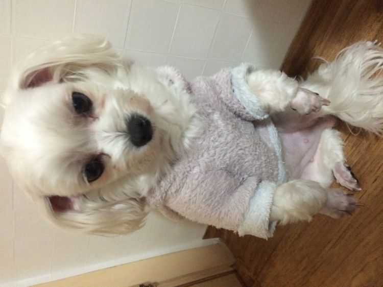 말티즈 암컷 2마리를 찾습니다. 3번째 사진