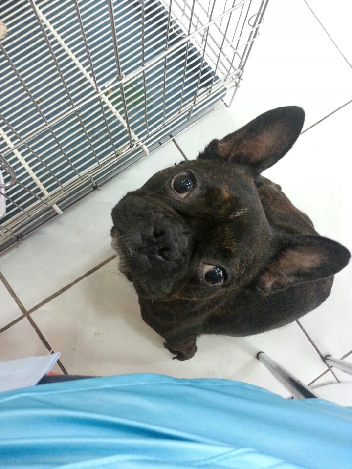 안양 동안구 호계사거리 프랜치불독을 찾습니다. - 강아지 찾아요 - 유기견 보호 센터 - 이미지 1